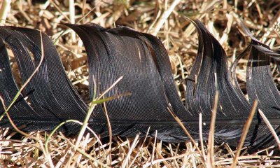 Feather Fallen. . .    *