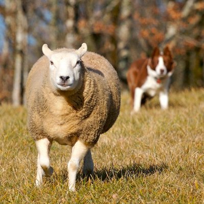 Sheep / Dog (Animals) [n]