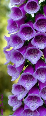 Foxglove