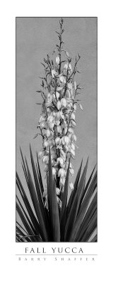 fall yucca