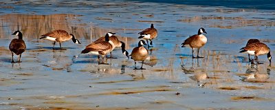 Geese on ice