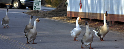 Watch The Speed Limit!