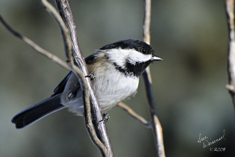 Chickadee