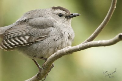 Gray Catbird