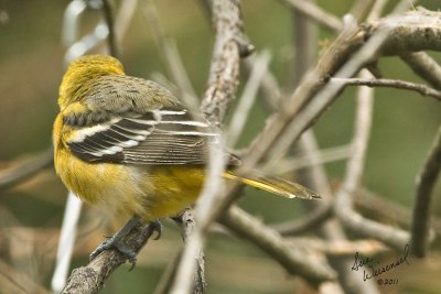 Baltimore Oriole (Female)