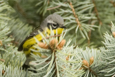 Canada Warbler