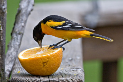 Baltimore Oriole (Male)