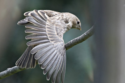 Finch, Juvenile, Stretching