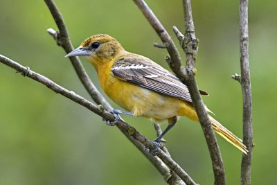 Baltimore Oriole (Female)