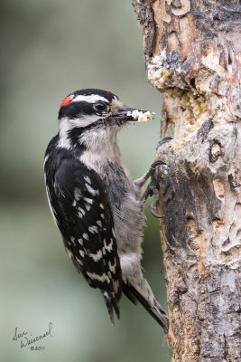 Downy Woodpecker (Male)
