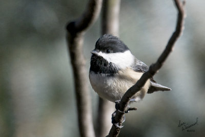 Chickadee