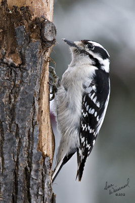 Downy Woodpecker (Female)