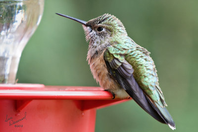 Little Hummer, All Puffed Up