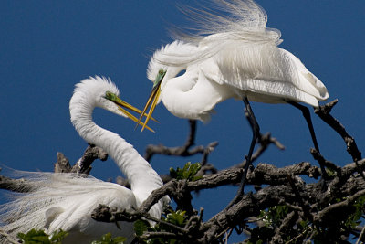 Great Egrets, Courtship
