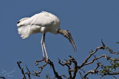 Wood Stork