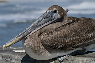 Pelican