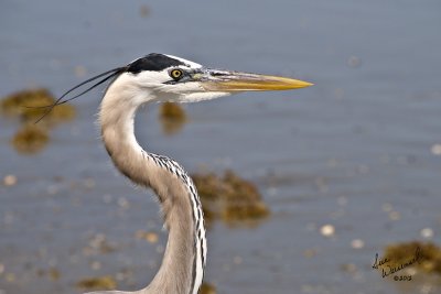 Heron