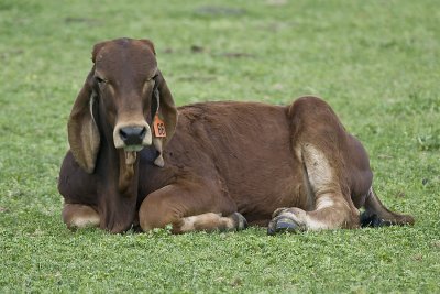 How Now Brown Cow...yes, I said COW