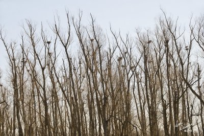 Great Blue Heron Rookery, Closer View Of Nests