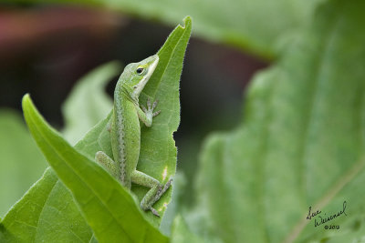Shhh...., I'm Hiding