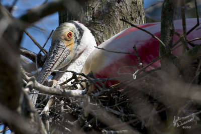 Nesting Spoonbill