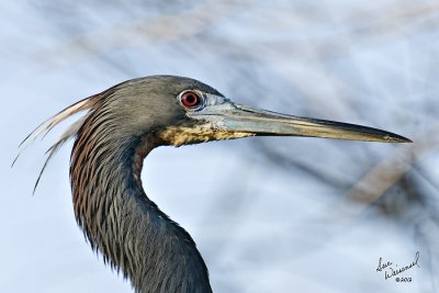 Tri-Colored Heron?