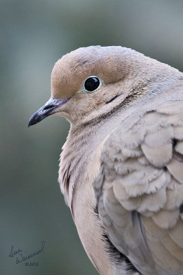 Mourning Dove