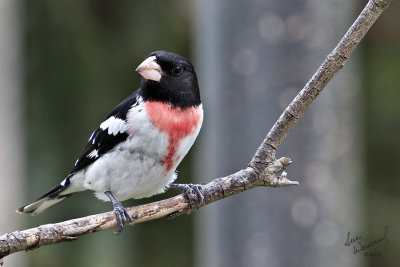 Rose-Breasted Grosbeak