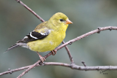 Goldfinch