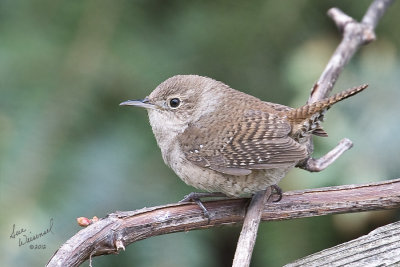 House Wren