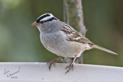 White-crowned Sparrow