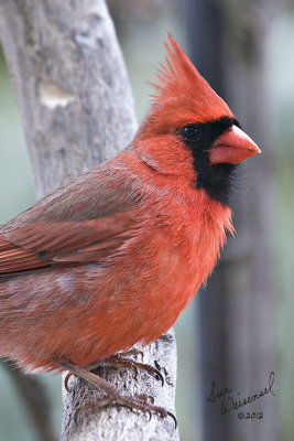 Cardinal