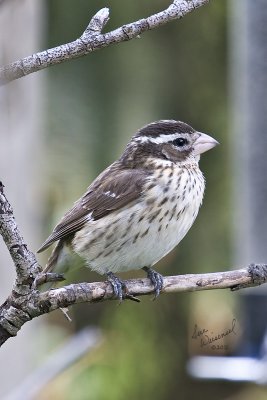 Rose-breasted Grosbeak (Female)