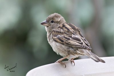 Fluffy Little Fella
