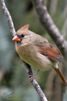 Cardinal (Female)