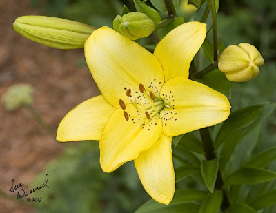 Yellow Lily