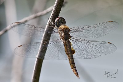 Dragonfly