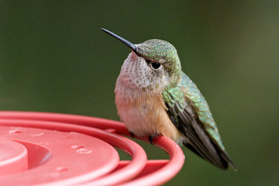 Just Plain Cute!