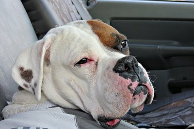 Mugsy