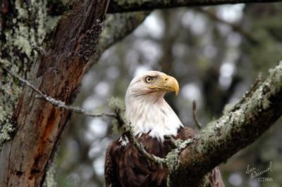 Bald Eagle