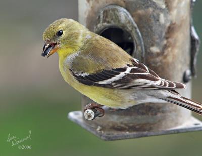 Female Goldfinch