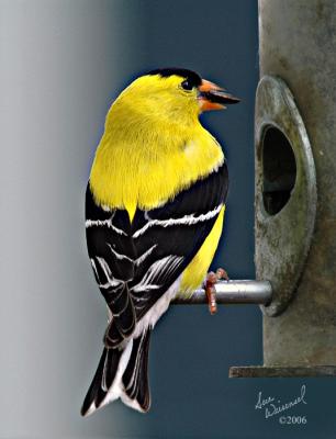 Male Goldfinch