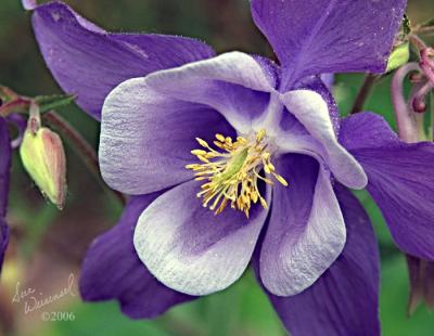 Columbine