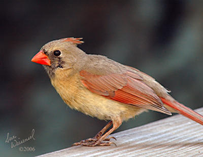 Female Cardinal