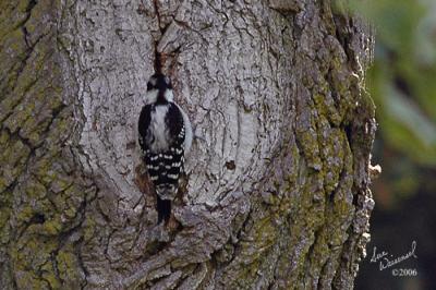 Hairy Woodpecker