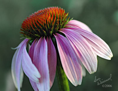 Early Evening Coneflower