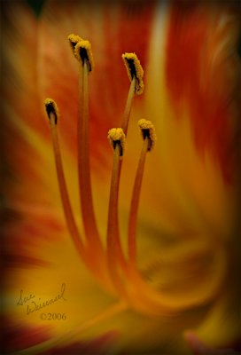 Dance Of The Stamens