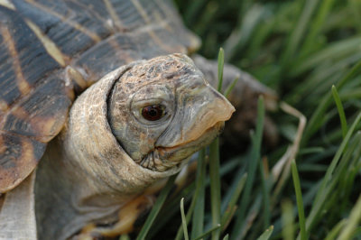 Flash, The Turtle