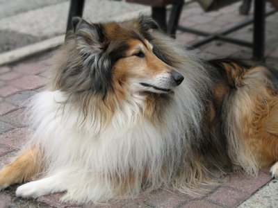 A Regal Lass