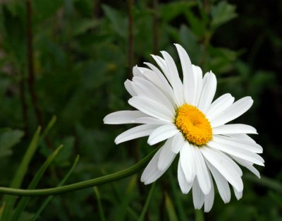 Daisy